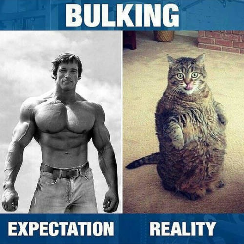 Meme: Bulking & Cutting