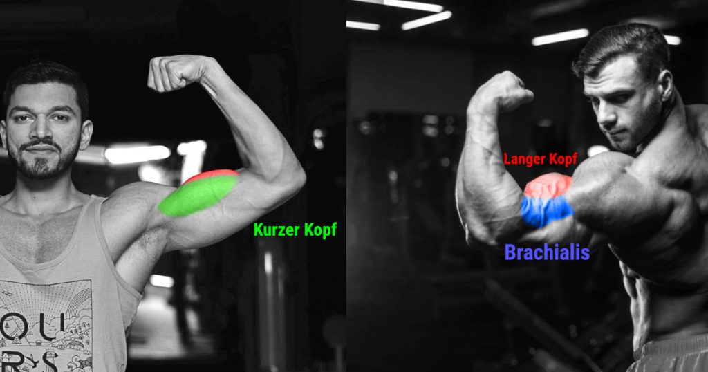 Anatomie des Bizeps: Langer und kurzer Kopf, Brachialis