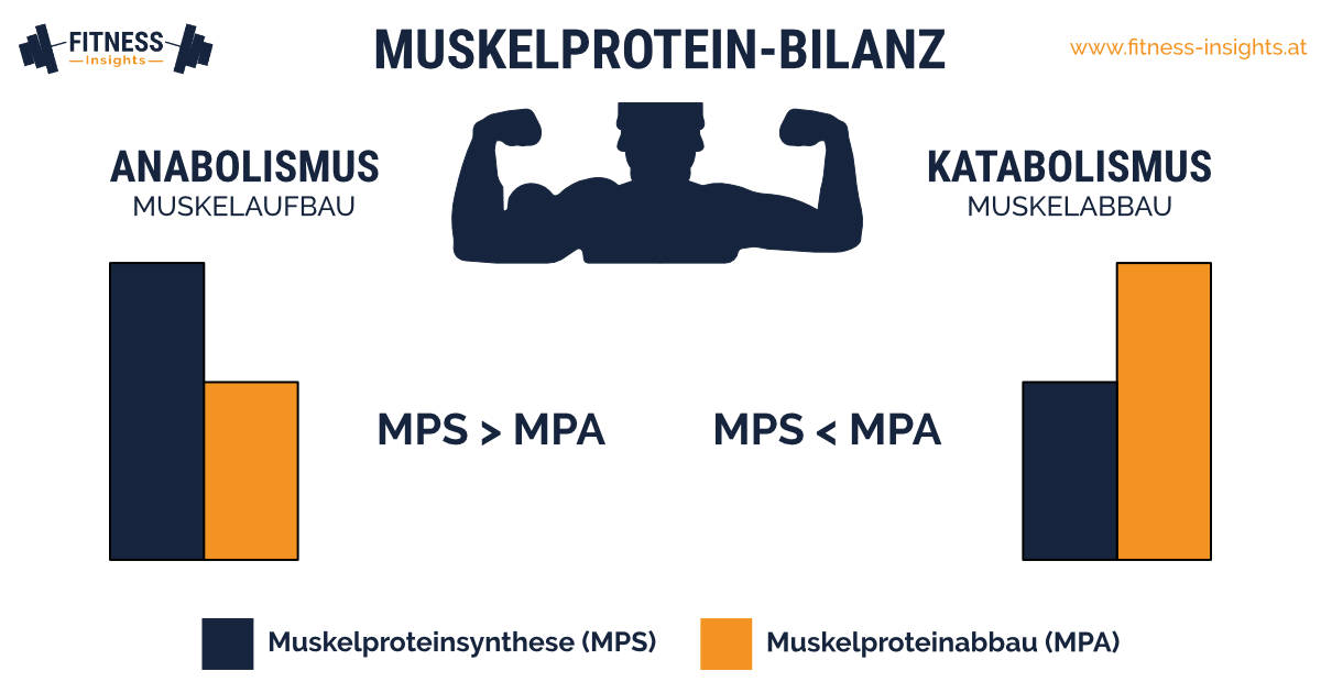 Muskelprotein-Bilanz: Muskelabbau und Muskelaufbau