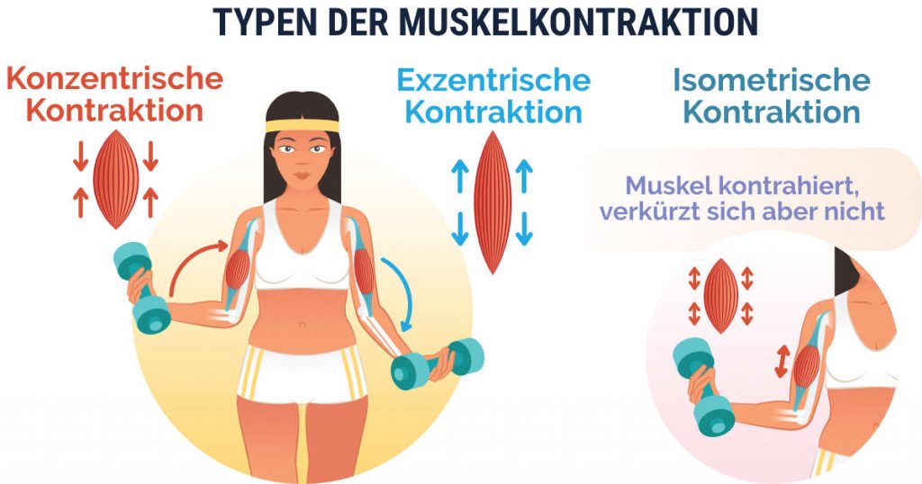 Schaubild: konzentrische, exzentrische und isometrische Kontraktion