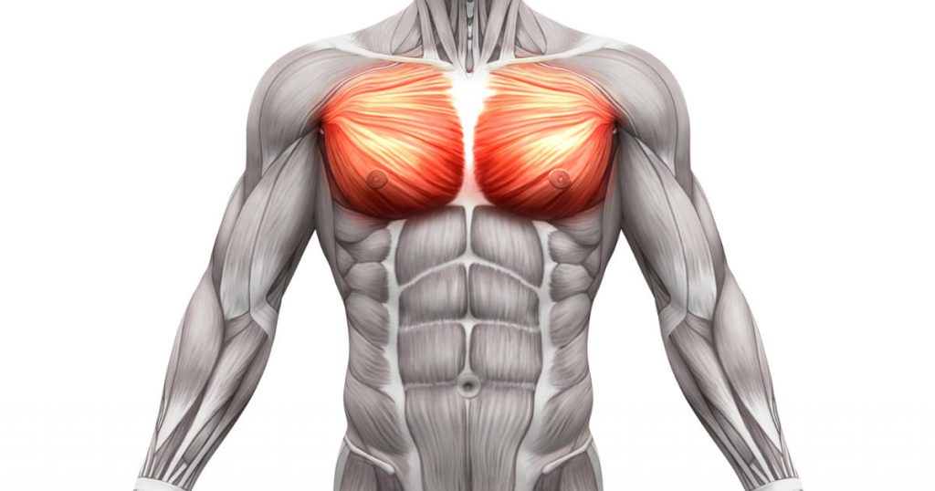 Anatomie der Brustmuskulatur