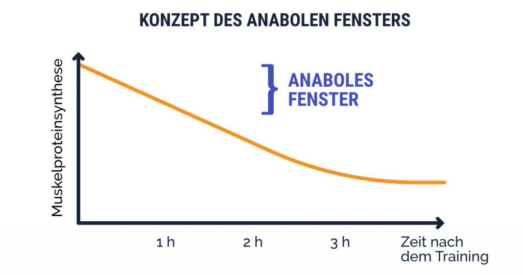 Konzept des anabolen Fensters erklärt; Muskelproteinsynthese